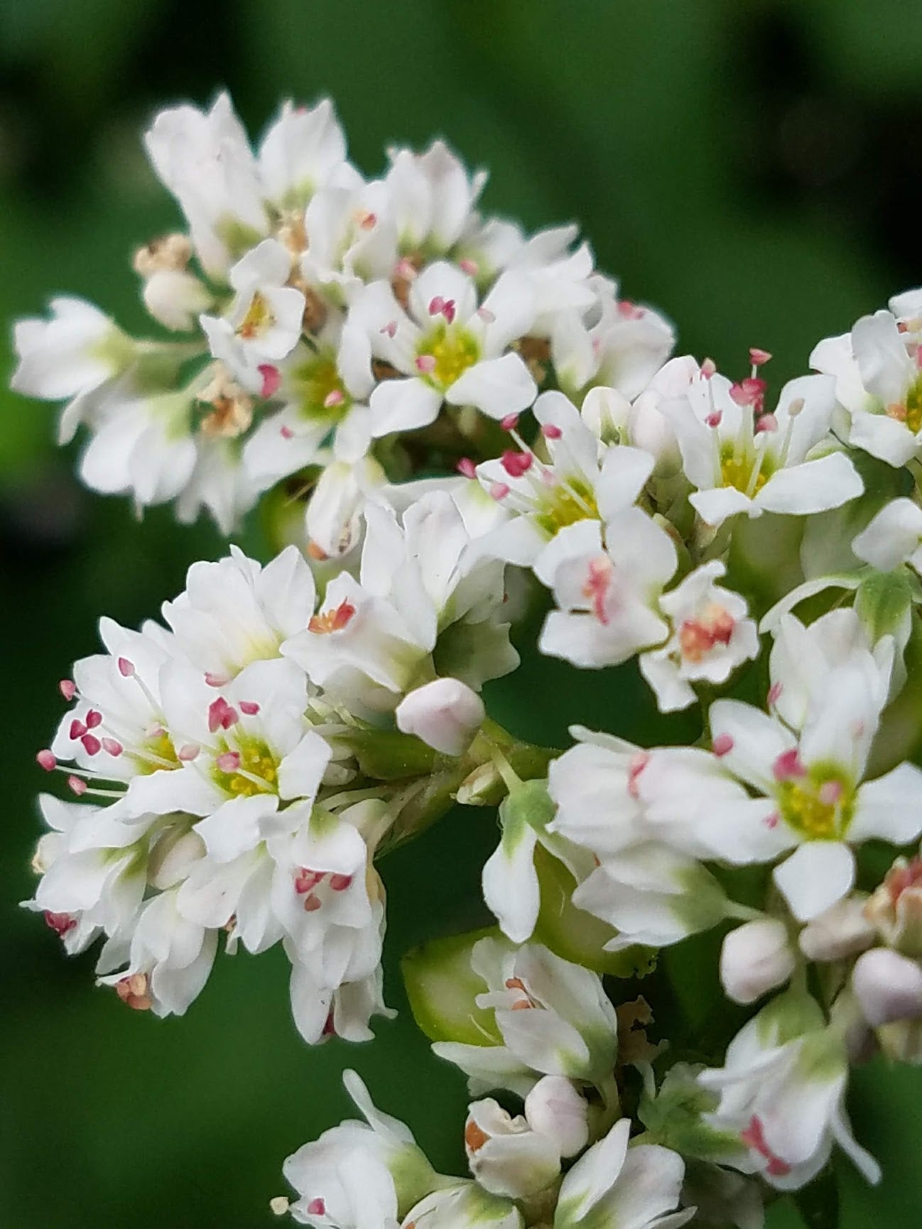 Bukweet The Beauty of Buckwheat Plants – ComfyComfy